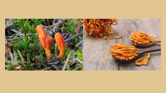 The Ultimate Guide to Cordyceps Mushrooms